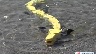 Salamandra Robotica Swimming Out Of The Lake