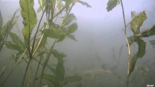 Подводный мир     наркотик  Озеро Арахлей 2013 г  Подводная охота)