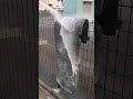 マキタ　MHW0820　高圧洗浄機で車のマットを洗う
