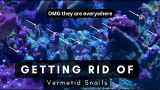 Vermetid Snails in your Reef tank?  Lets get rid of them together!