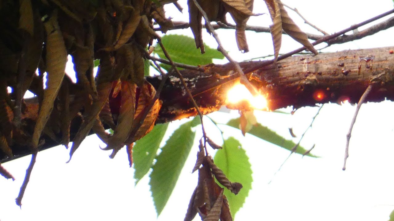 Tree falls on power line - YouTube