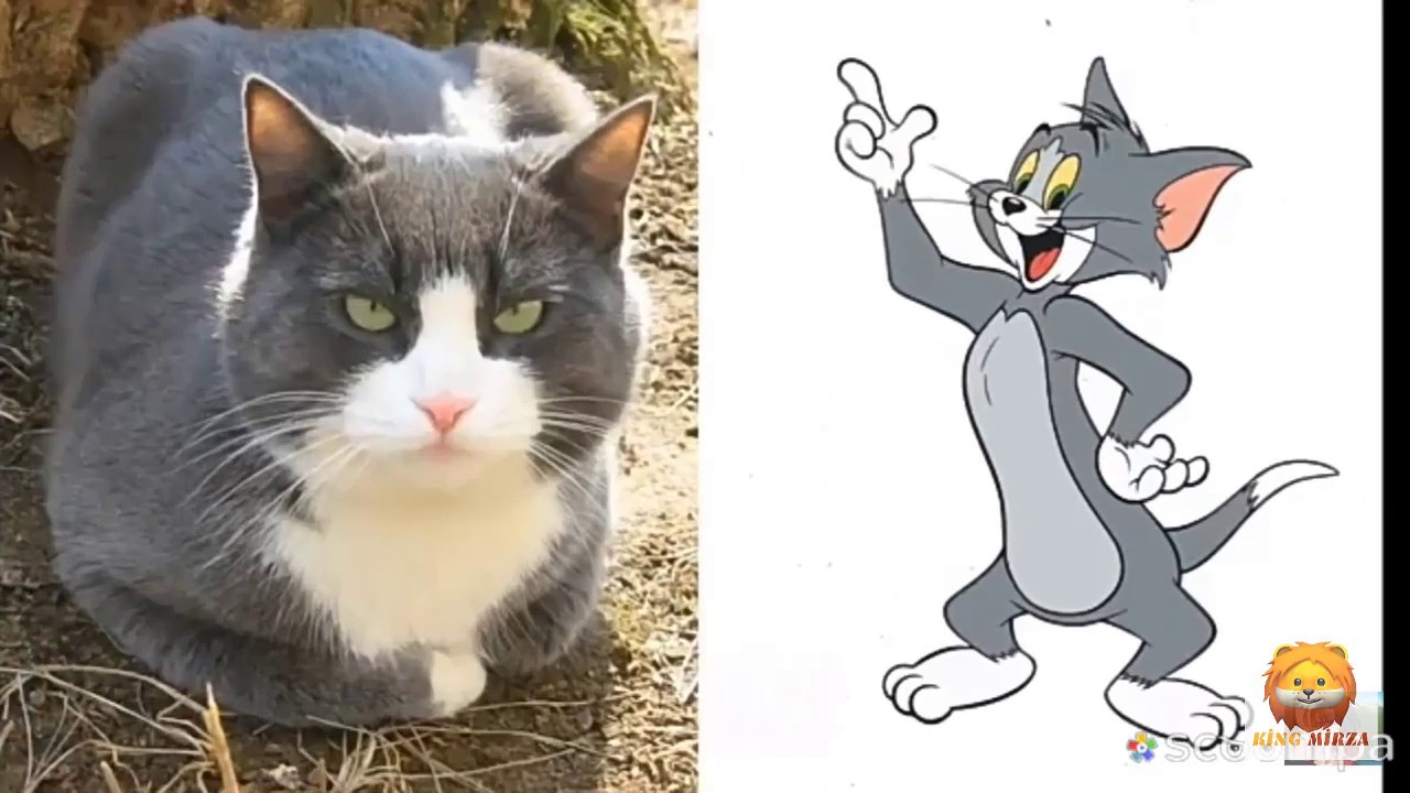 Том и джерри живут. Том и Джерри в реальной жизни. Кот том в реальной жизни. Кот том и Джерри в реальной жизни. Кот том в жизни.