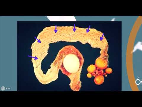 Vídeo: Qual é A Aparência De Um Ovo Fertilizado Em Uma Galinha?