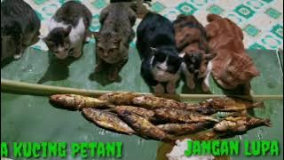 KUMPULAN VIDIO LUCU KUCING PETANI