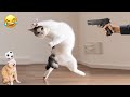 Collection Of Funny Videos Of Naughty And Dramatic Dogs And Cats