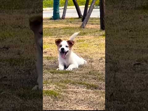 These dogs are happy for the weekend
