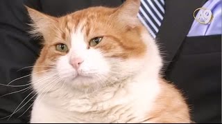 Adnan Oktar'ın cins kedisi Sarman Resimi