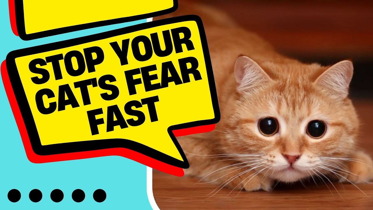 Snapshot of Helping A Scared Cat Feel Safe