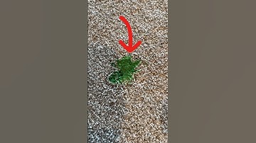 How to clean up a old and hard slime spot from carpet #cleaning #carpetcleaning #howto