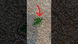 How to clean up a old and hard slime spot from carpet #cleaning #carpetcleaning #howto