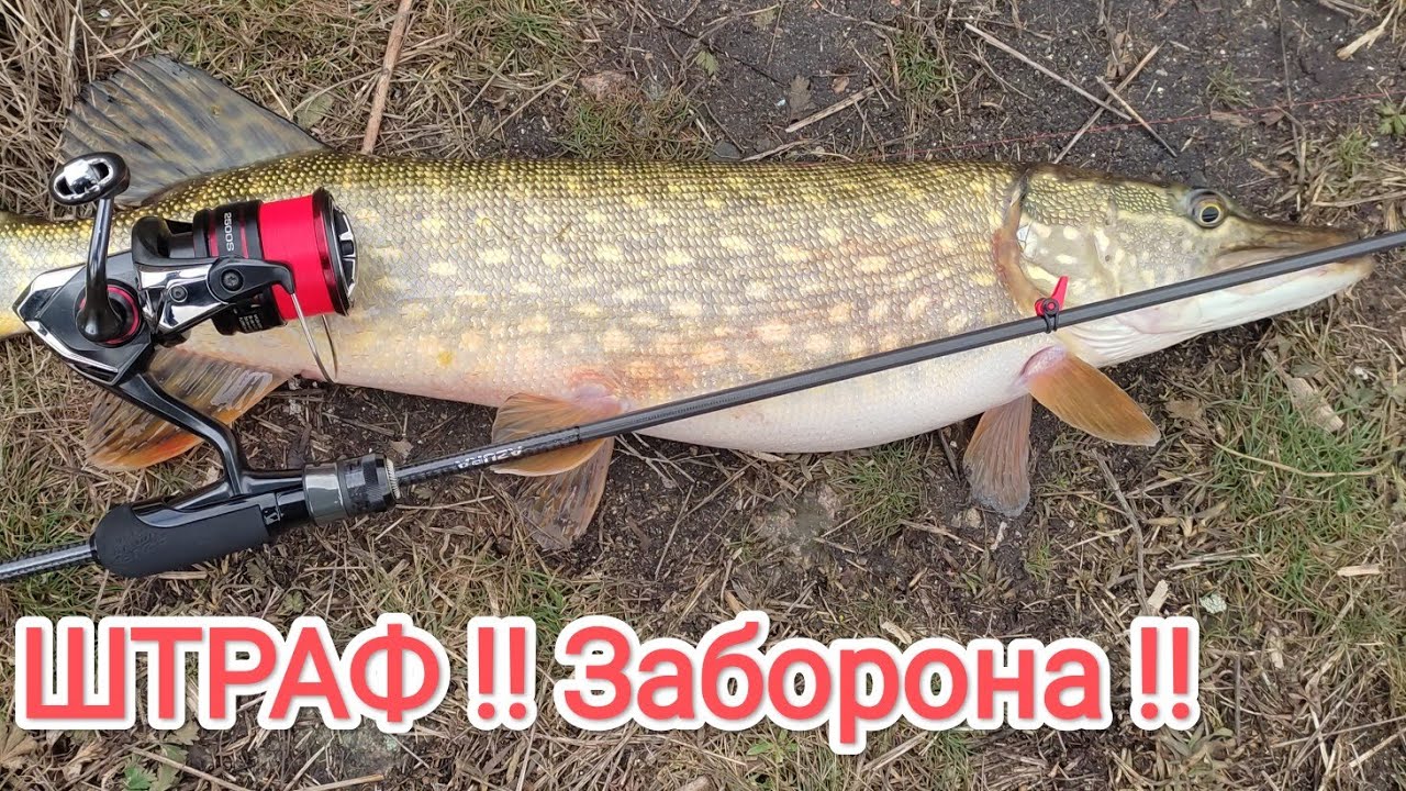 ШТРАФ 3468 гр  РИБАЛКА ЗАБОРОНЕНА !!! Ловля риби на спінінг ультралайт Azura Sawada 610SULS