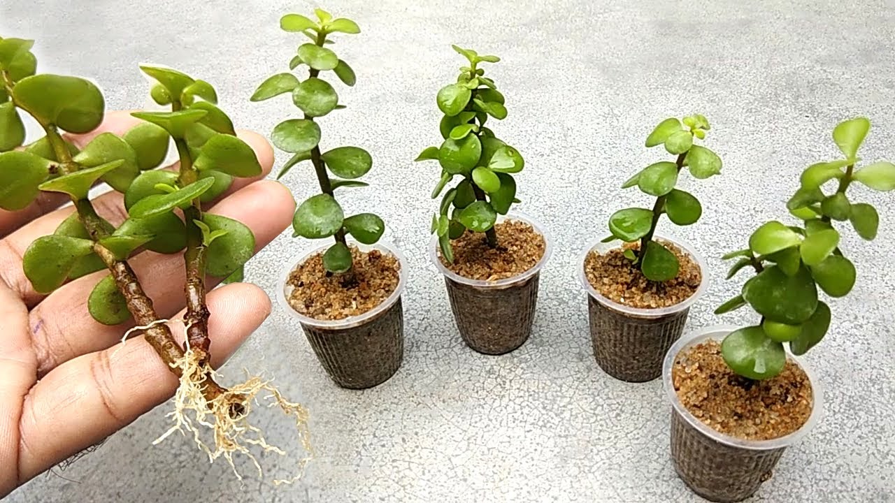 Jade plants update Grow jade plants from cuttings Grow Cutting