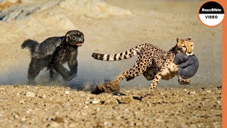 Le Ratel Sauve son Bébé du Léopard !! Vrai Combat Blaireau de miel vs Léopard