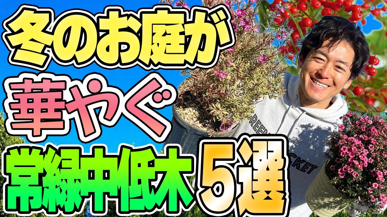【冬の庭アイテム】寂しい冬の庭をおしゃれにする常緑中低木５選
