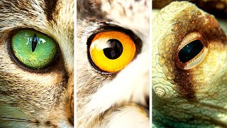Which Animals Have The Best Eyesight | Animals with Best Vision