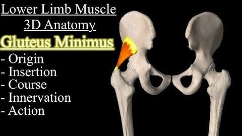 Gluteus Minimus Muscle 3D Anatomy Animation, Origin, Insertion, Action, Course and Innervation.