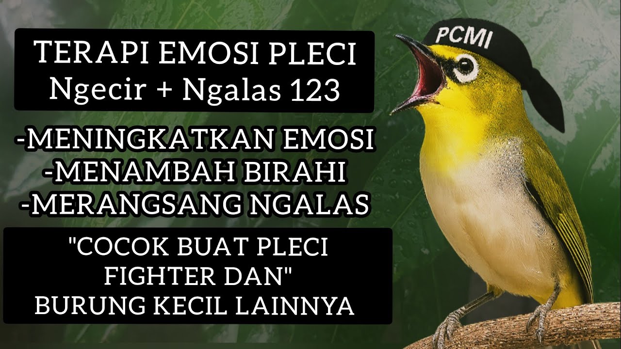 TERAPI EMOSI PLECI Kalian‼️Dengan suara pleci Ngecir + Ngalas 123 | Bikin Pleci Makin Fighter!