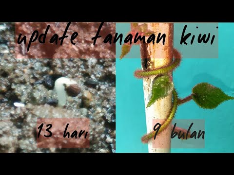 Video: Cara Menumbuhkan Sorrel: 13 Langkah (dengan Gambar)