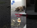 ĐƯỢC ĂN NO LÀ ĐỦ thấy tội cún quá! #Tú Vân Happy Cooking #dog #pets #animal