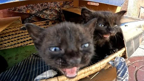 Watch the video about A Warm Welcome from a Mother Cat and Her Kittens