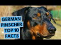 German Pinscher - TOP 10 Interesting Facts の動画、YouTube動画。