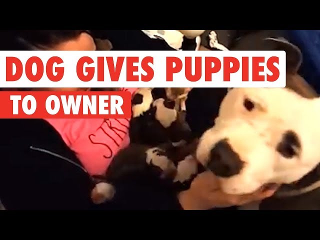 Sweet Pitbull Gives Her Newborn Puppies To Owner