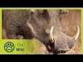 Warthogs - Africa's Wild Wonders - The Secrets of Nature