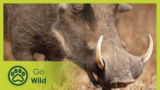 Warthogs  Africa's Wild Wonders  Go Wild