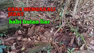 bikin penjirat babi hutan,liar cara mengakalinya