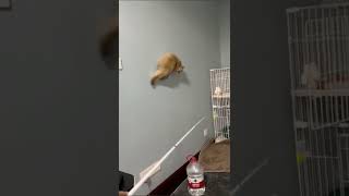 Cat ignores gravity.