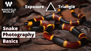 How To Learn The Exposure Triangle for Snake Photography!