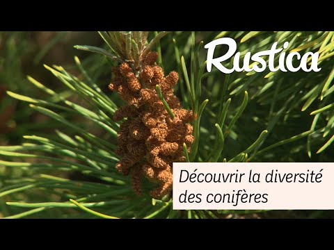 Vidéo: Quelle est la meilleure période pour planter des conifères ?