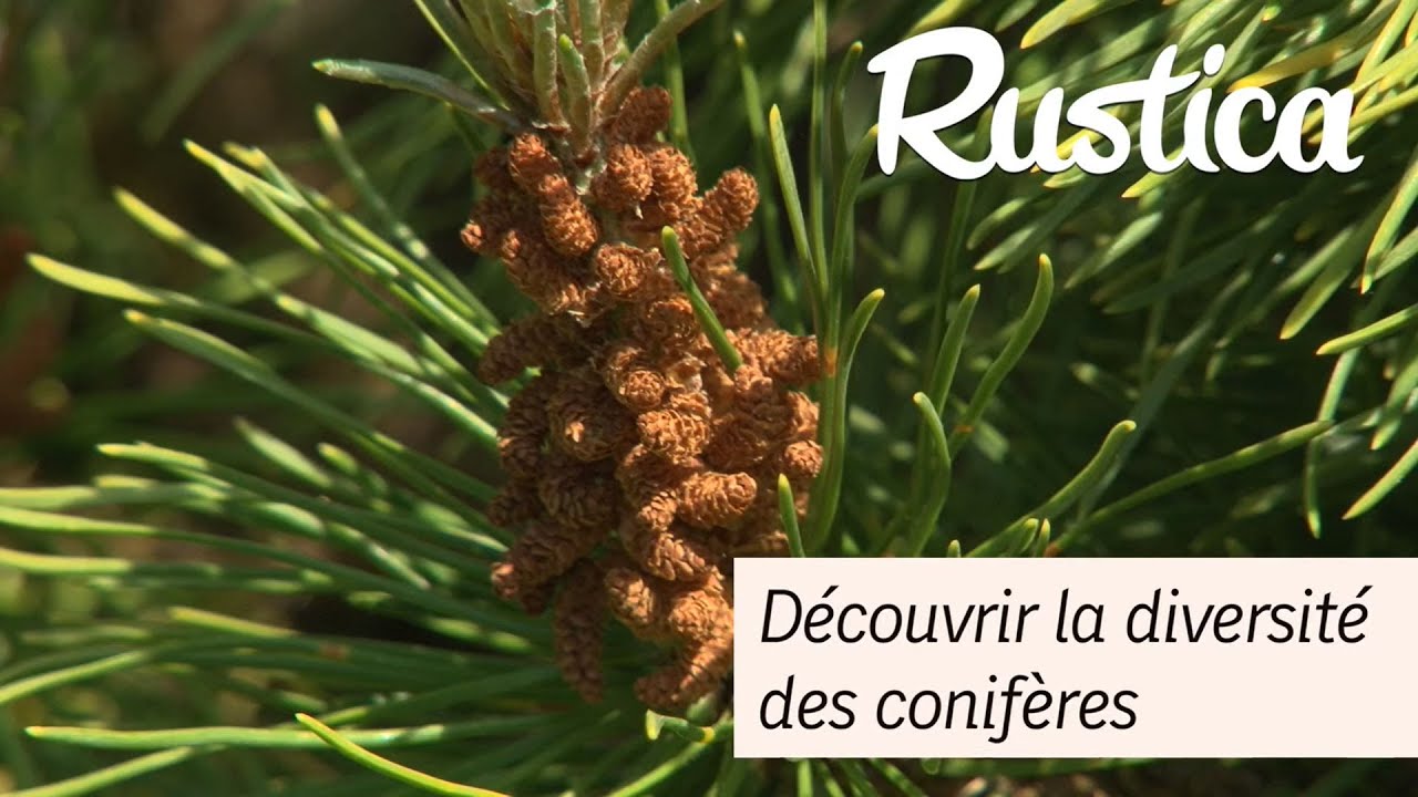 Découvrir la diversité des conifères nains