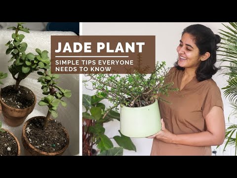 Growing Jade Plant / Button Plant and Dealing with its Issues.
