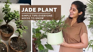 Growing Jade Plant / Button Plant and Dealing with its Issues.