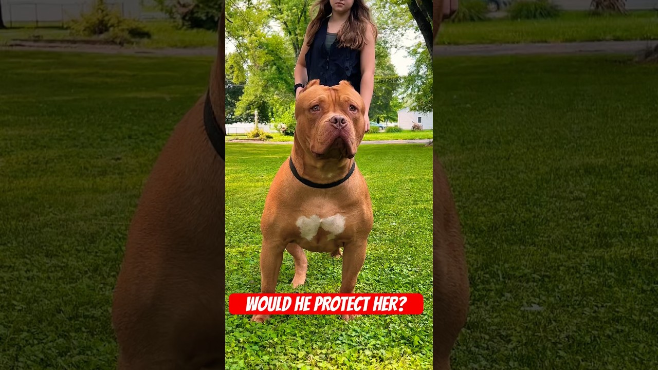 XL BULLY IS HER PROTECTOR! 