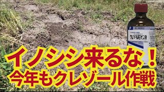 イノシシ対策にクレゾール。早くもイノシシが出ました、今年も去年効果があったクレゾールで撃退。5/30