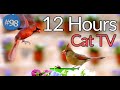 Uninterrupted12 hours of birds  cat tv flowers and bird songs