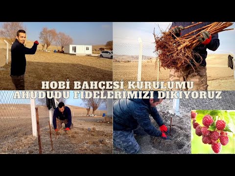 Hobi Bahçemize İlk fide dikimini yaptık -  Ahududu fide ekimi (Kendin Yap)