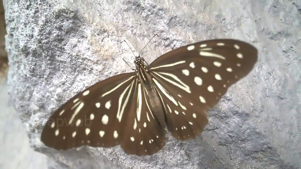 Munnar Butterfly Kerala YouTube