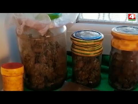 Выращивать в домашних условиях марихуану Выращивать в домашних условиях марихуану конопля нижние листья желтеют