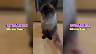 Lee Hi H.S.K.T TikTok Compilation | Head Shoulders Knees and Toes Trend