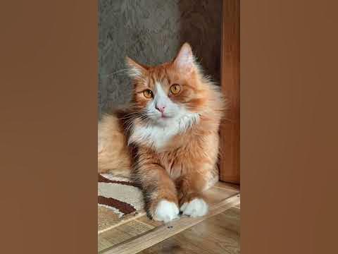 Котики собачки💘 - YouTube
