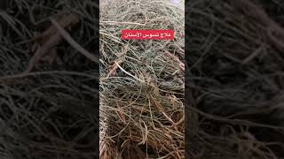 الاذخر فوائد علاج تسوس الاسنان واللسه