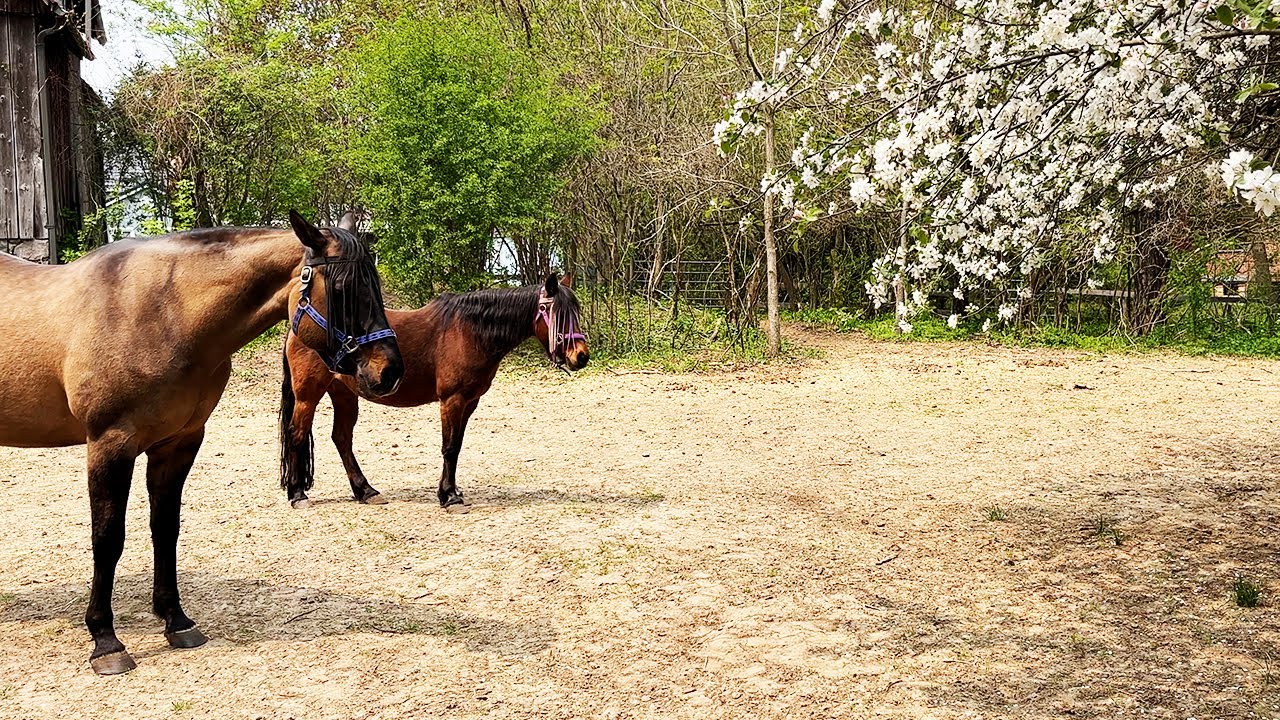 Apple Trees In Bloom And Full Of Bumble Bees Sven Mel Enjoying The apple-trees-in-bloom-and-full-of-bumble-bees-sven-mel-enjoying-the