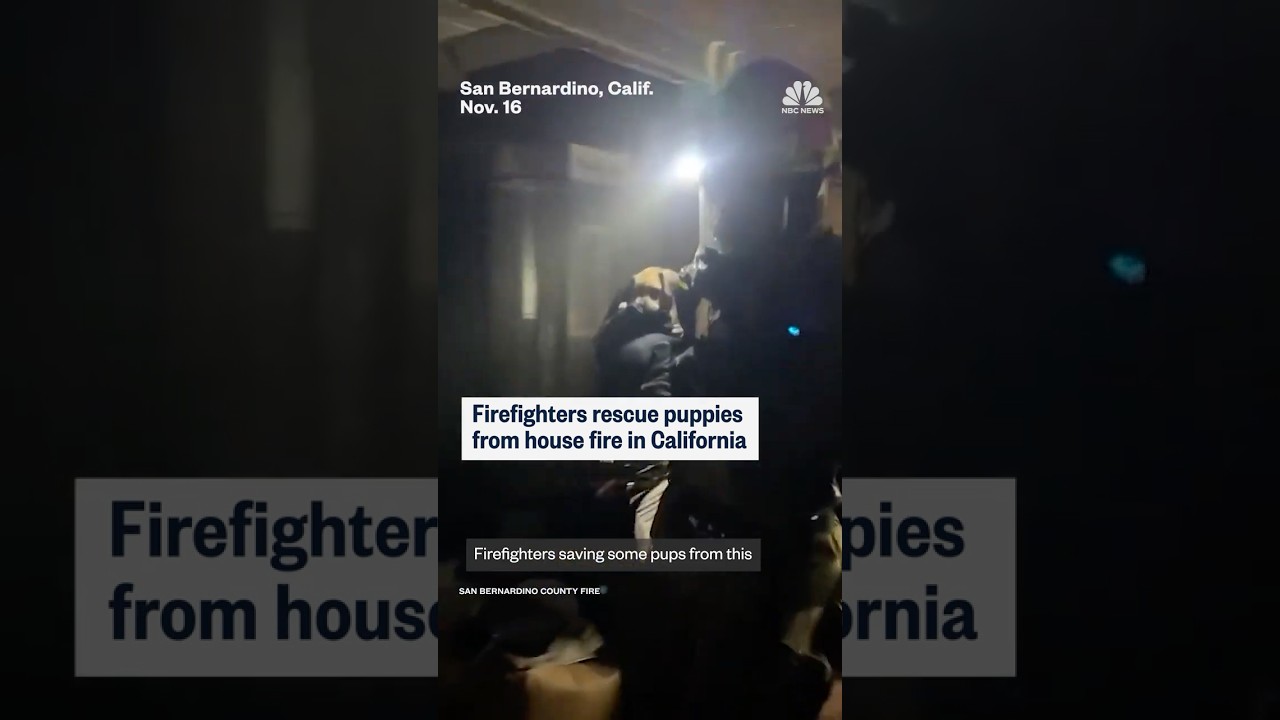 Firefighters rescue puppies from house fire in California