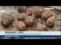 50 тонн равликів цього року відправить закордон найбільша в Україні ферма
