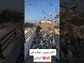 شوف الحمام كتير قد اييييه حمام طيور Pigeon نش حمام Birds