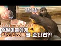 수달이들에게 할로윈호박을 준다면? / What if you give the otter a Halloween pumpkin?