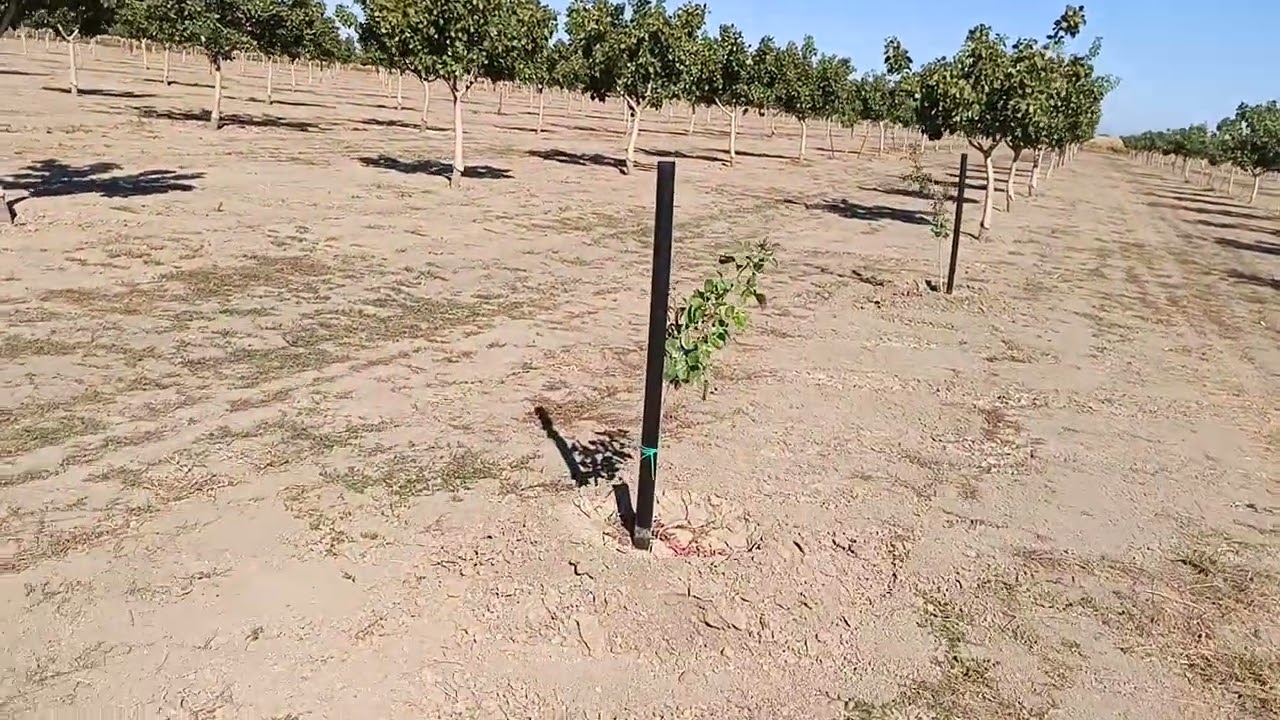 Εμβολιασμός Φιστικιάς σε υποκείμενο UCB1 στο χωράφι